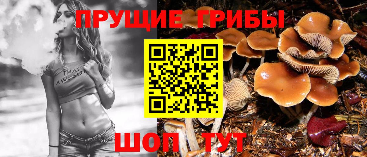 Галлюциногенные грибы MAGIC MUSHROOMS  Вход с VPN  Курчалой 