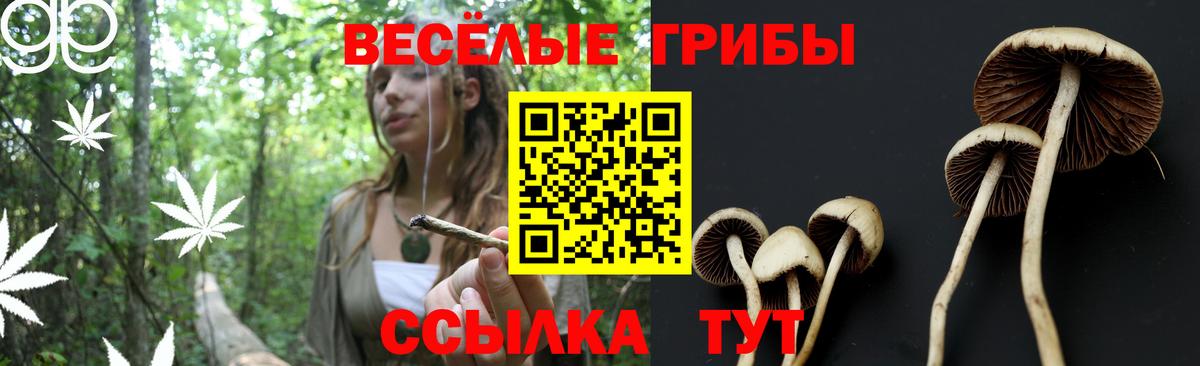 Псилоцибиновые грибы Cubensis Курчалой